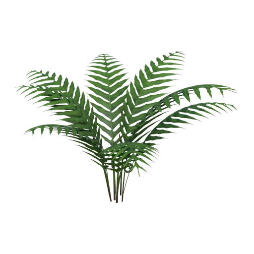 Fern