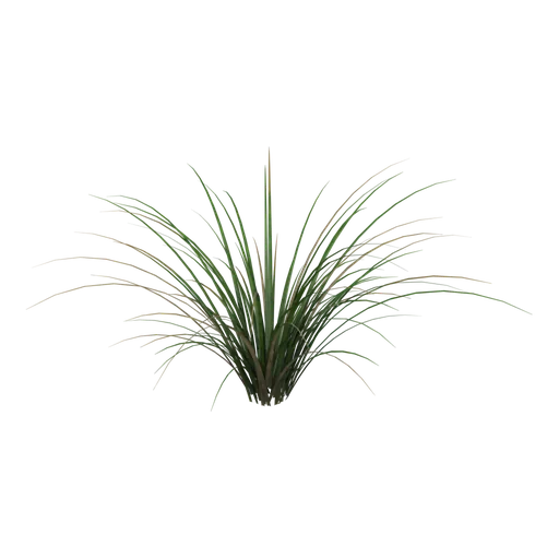 Grass tuft