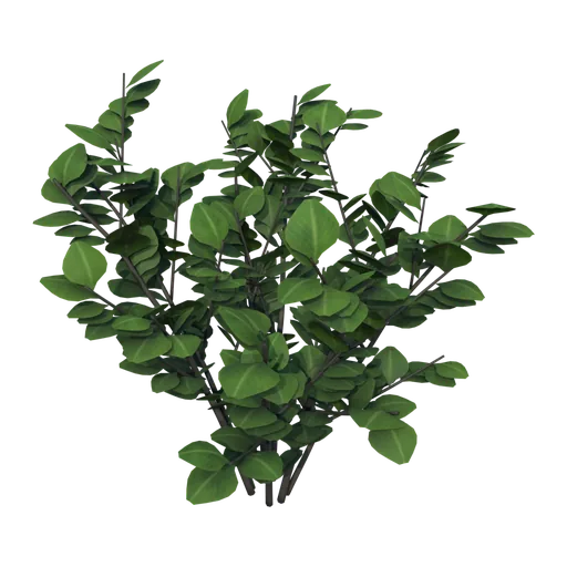 Hazel shrub